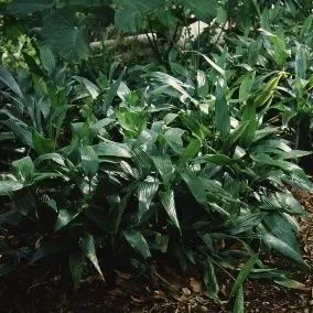 thumbnail for publication: Dracaena thalioides Lance Dracaena, Dwarf Dracaena